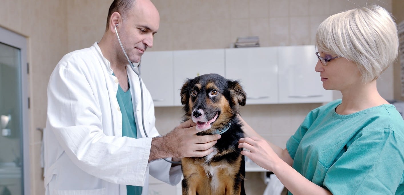 Veterinary Practice - ibainc.com